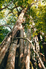 massive tree is buttressed by roots Tangkoko Park