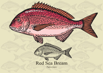 Red sea bream. Vector illustration for artwork in small sizes. Suitable for graphic and packaging design, educational examples, web, etc.