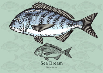 Sea bream. Vector illustration for artwork in small sizes. Suitable for graphic and packaging design, educational examples, web, etc.