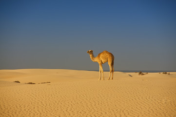 young camel standing in the desert. Sunny gentle morning light, beautiful Linney in the sand made by the wind. Blue bright sky.
