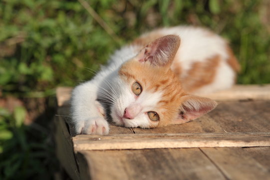 gatto piccolo che si stira su una cassetta al tramonto
