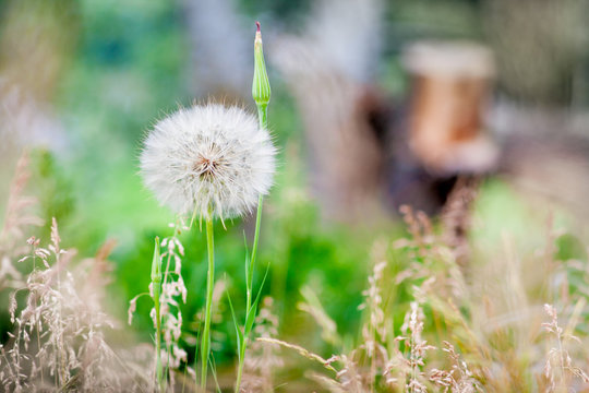 Fototapeta very old dandelion