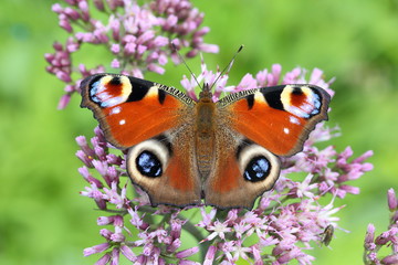 breathing space on flower