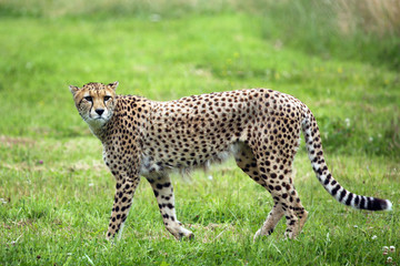 Prowling Cheetah