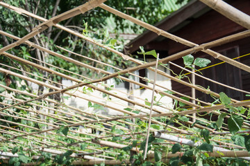 Cow pea on bamboo net  ,agriculture field in Thailand