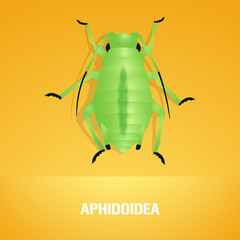 Realistic vector illustration of insect Aphidoidea, aphis
