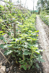 Green calabash in the garden, Thai agriculture