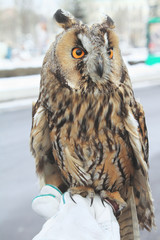 owl sits on hand in  glove