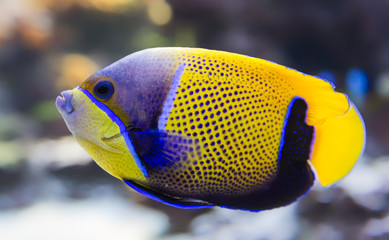 Close-up view of a Blue-Girdled angelfish (Pomacanthus narvarchus) - obrazy, fototapety, plakaty