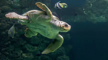 Verduisterende gordijnen Schildpad Close-up view of a Loggerhead sea turtle (Caretta caretta)