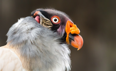 Close-up view from Side of a King vulture (Sarcoramphus papa)