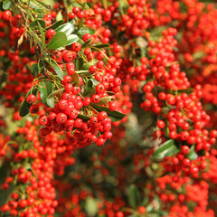 Baies de pyracantha en automne