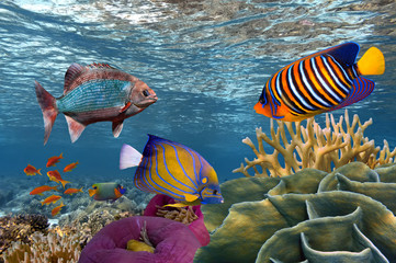 Naklejka premium Podwodna scena z rafą koralową i rybami sfotografowanymi w płytkim odcieniu