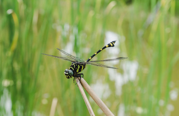 Golden-ringed Dragonfly on branch in nature background