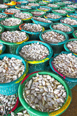 industrial fish packaging of giltheads (Sparus aurata) stock