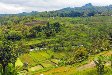 Jungles with River an Rice Field, Bali
