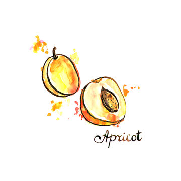 hand drawn apricot