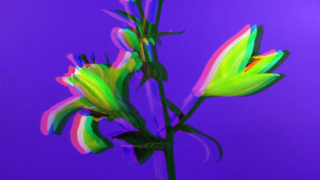 yellow illy filmed over five days