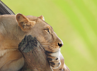 Female Lion Resting
