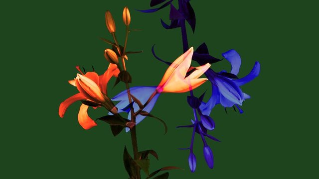 yellow illy filmed over five days