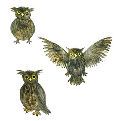 watercolor cartoon doodle owls