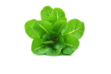 baby cos (lettuce) on white background