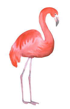 Pink flamingo isolated