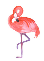 Pink flamingo isolated