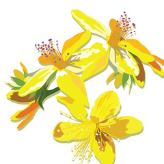 Beautiful Watercolor Yellow flowers card background Vector. Vintage Elegant Card illustration for Women's day, birthday, Wedding, Ceremony, Anniversary