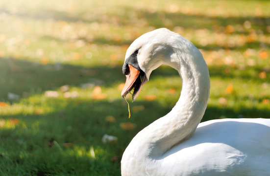 White swan eating grass on a sunny meadow.