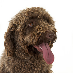 spanish water dog