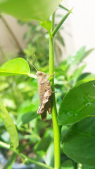 Grasshopper on a green leaf