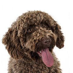 spanish water dog