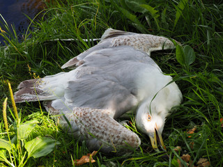 Diseased gull on the grass