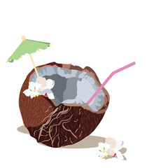 Fresh Coconut Vector isolated. Hand drawn watercolor on white background. Vector illustration of fruit coconut