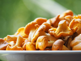 Chanterelles in a plate