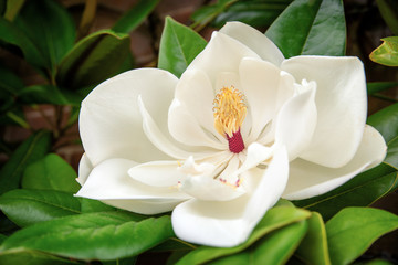 Magnolia Grandiflora - obrazy, fototapety, plakaty