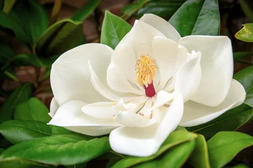 Fotobehang Magnolia Grandiflora © Rixie
