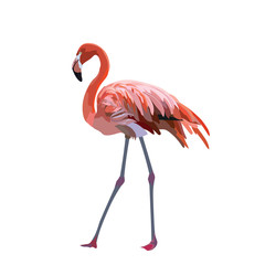 Fototapeta premium Flamingo bird isolated on white background Vector
