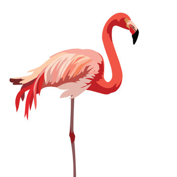 Flamingo bird isolated on white background Vector