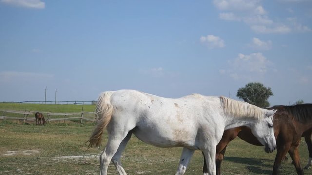 Brown and white horse is walking at farm. Horses galloping and wagging tail. Group of horses on the background. Close-up