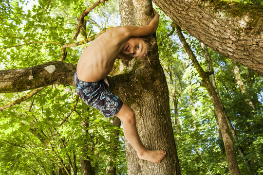 Little boy climbing on a tree in the forest