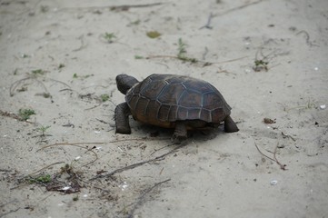 endangered tortoise in Florida
