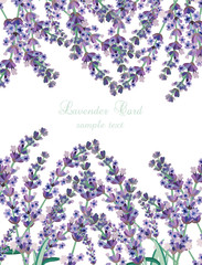 Lavender Card Border Vector. Gentle blossom floral bouquet. Vintage Label with lavender beautiful fragrance