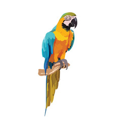 Colorful parrot on a branch Vector