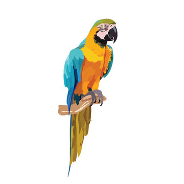 Colorful parrot on a branch Vector