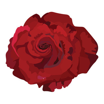 Delicate Red Rose isolated. Vector rose flower for background greeting cards and invitations of the wedding, birthday, Valentine's Day, Mother's Day