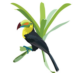 Toucan bird Vector isolated