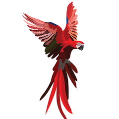 Naklejka premium Colorful Red flying parrot Vector isolated