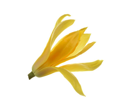 Thai Champaka flower on the white background
